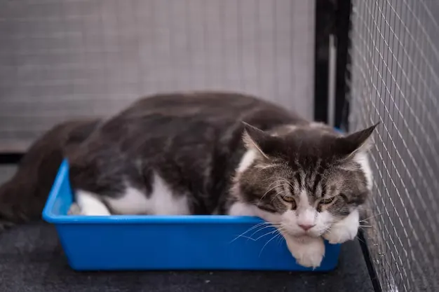 как приучить кота к лотку