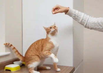 приучить кота к лотку