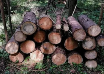 Госкомитет РТ по биоресурсам не нашел нарушений при вырубке деревьев в «Русско-Немецкой Швейцарии»