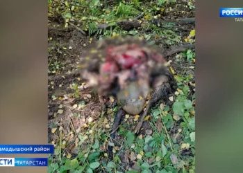 В Мамадышском районе медведь растерзал стадо овец