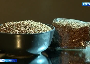 Татарстанские ученые вывели новый сорт засухоустойчивой гречихи