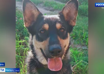 В поселке Нагорный дворовый пес защитил детей от стаи бродячих собак