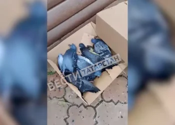 В Бугульме массово погибают голуби и редкие птицы