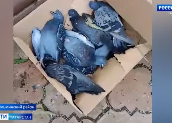 В Бугульминском районе произошел массовый мор птиц: что известно?