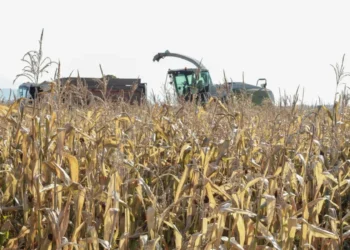 12 нче октябрь – авыл хуҗалыгы хезмәтчәннәре көне!