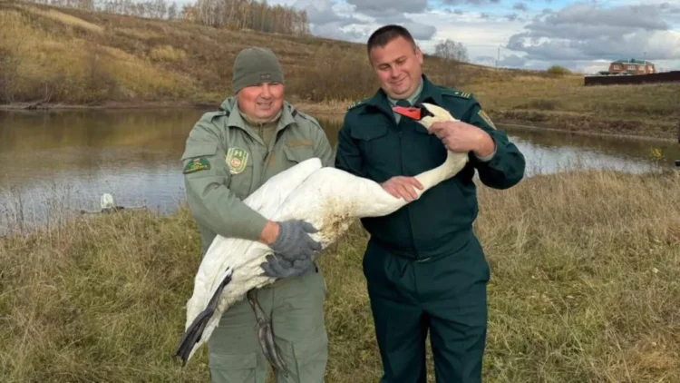 лебедь