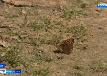 Земельный участок или деньги: такой выбор теперь есть у многодетных семей Казани и Челнов