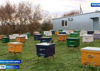 Аграрий из Лениногорского района рассказал о необычной пасеке