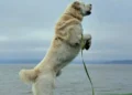 акдус