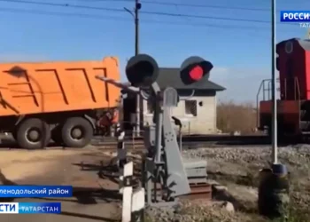 В Мамадышском районе медведь растерзал стадо овец