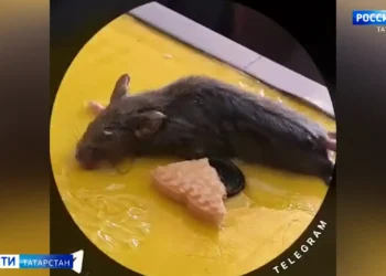 Студенты одного из казанских вузов борются с крысами и тараканами в общежитии