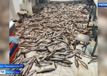 В нескольких селах Спасского района прокуратура изъяла 85 тыс. кг рыбы и более 2 тыс. живых раков