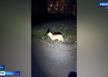 В Татарстане участились случаи появления лис в городах