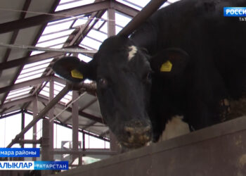 Сөтчелек комплекслары-авылларда кешеләрне үзенә җәлеп итә торган чын тормыш үзәкләре