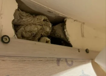 В Челнах семья обнаружила мышиное гнездо под натяжным потолком