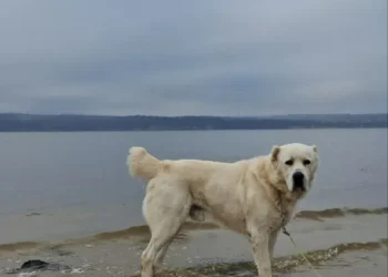 Рустам Минниханов опубликовал фото Акдуса в ожидании зимы