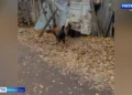 В казанском поселке Нагорный бродячие собаки держат в страхе местных жителей
