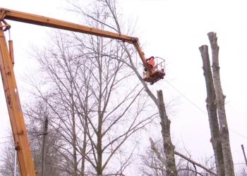 В Нижнекамске начали омолаживать старые тополя