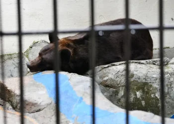 В Казани бурый медведь Фома впал в спячку