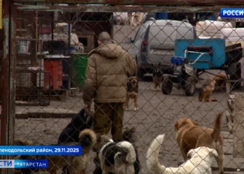 В поселке Васильево решают судьбу собачьих стай: кто ответственен за бездомных животных?