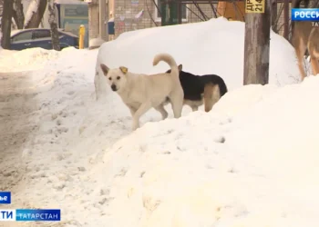 В Татарстане планируют ужесточить контроль за бродячими собаками