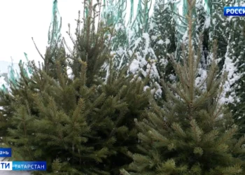 В Казани цены на новогодние елки начинаются от 1 тыс. рублей