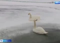 Спасение лебедей: как в Татарстане помогают пернатым пережить холод