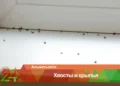 В Альметьевске жильцы дома на ул.Советской жалуются на нашествие насекомых и мышей