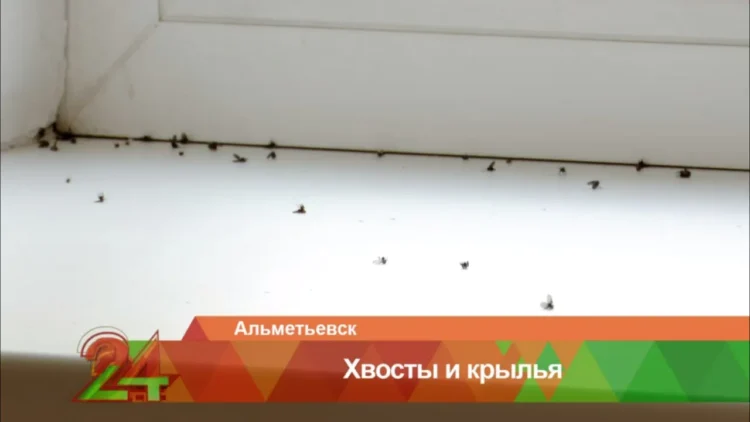 Фото: скрин из сюжета "Татарстан 24".