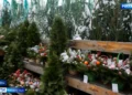 В Казани цены на новогодние елки начинаются от 1 тыс. рублей