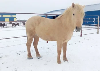 Татарстан передал жеребца Татарской породы в Центр национальных конных традиций в Москве