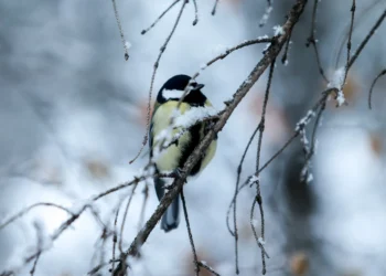 В Казани пройдет орнитологическая экскурсия