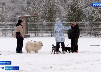 В Альметьевске открыли специальную площадку для выгула и тренировок собак