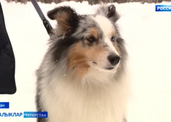 Төзелеш, архитектура һәм торак-коммуналь хуҗалыгы министрлыгының йомгаклау коллегиясе (21.01.2026)