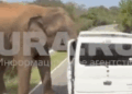 Дикий слон атаковал автомобиль с туристами из Казани на Шри-Ланке