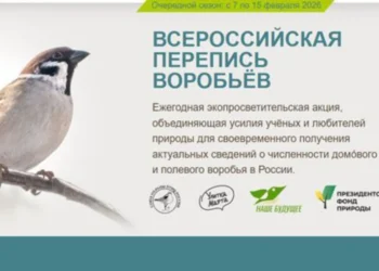 Татарстан примет участие во Всероссийской переписи воробьев