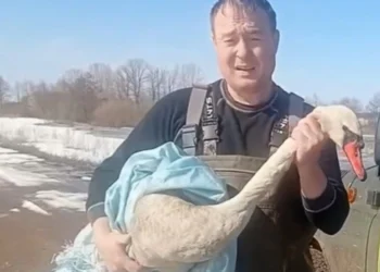 В Татарстане спасли краснокнижного лебедя-шипуна