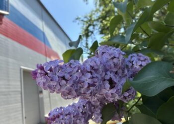 Музыкаль мизгелләр (20.05.26)