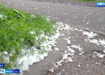 Врачи объяснили, почему тополиный пух вызывает аллергию