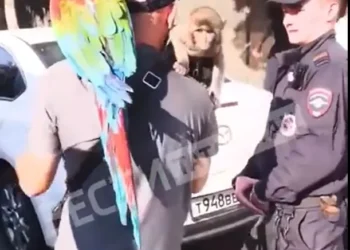 В центре Казани изъяли двух обезьян и попугая у уличных фотографов