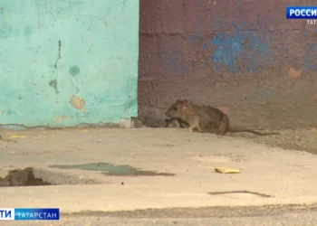 В Казани жители дома на Рихарда Зорге пожаловались на нашествие крыс