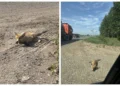 В Нижнекамском районе на трассе нашли лисенка со сломанными лапами