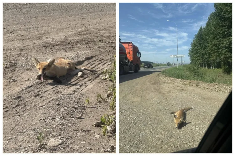 Фото: соцсети