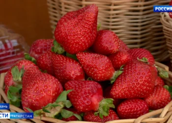 Урожай на любой вкус: в столице Татарстана прошел фестиваль «Ягодные встречи»