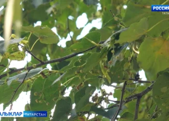 Бүген аязучан болытлы һава торышы