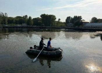 В Менделеевске в пруд «Ушковских островов» выпустили более 100 толстолобиков для очистки воды