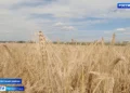 В Татарстане обмолочено почти 600 тысяч гектаров зерновых культур — это более половины от планируемого объема