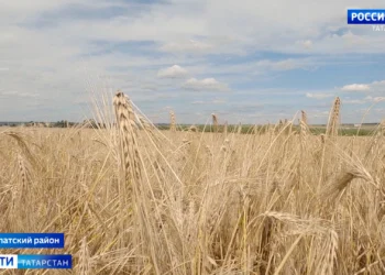 В Татарстане обмолочено почти 600 тысяч гектаров зерновых культур — это более половины от планируемого объема