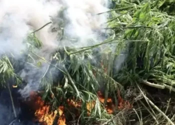 В Бугульминском районе уничтожили очаги дикорастущей конопли