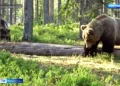 В Татарстане участились встречи людей с медведями